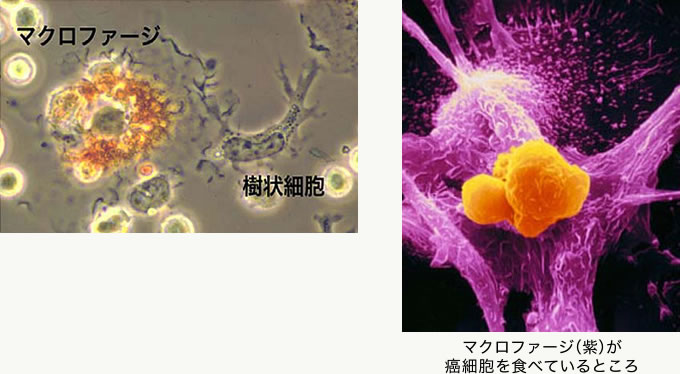 マクロファージが癌細胞を食べているところ。