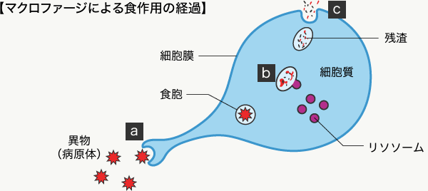 マクロファージによる食作用の経過