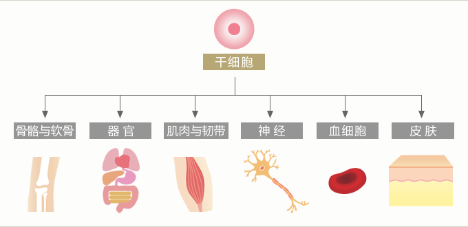 皮肤细胞注射疗法