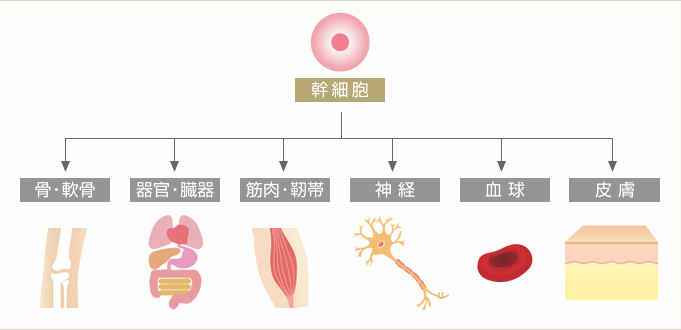 肌細胞注入療法